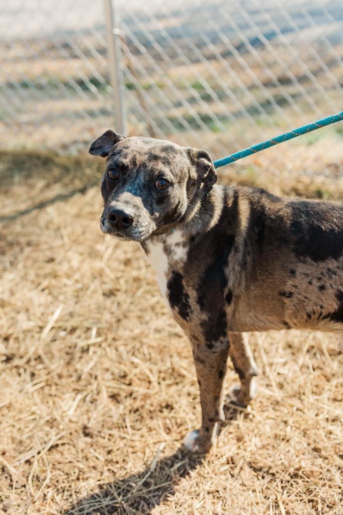 Merlin, Adoptable, Adult Male Pit Bull Terrier & Australian Cattle Dog / Blue Heeler.