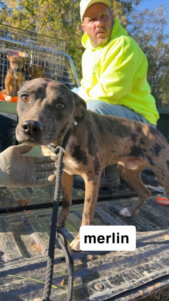 Merlin, a Adoptable mixed breed in Lawrenceburg, TN image 2/4