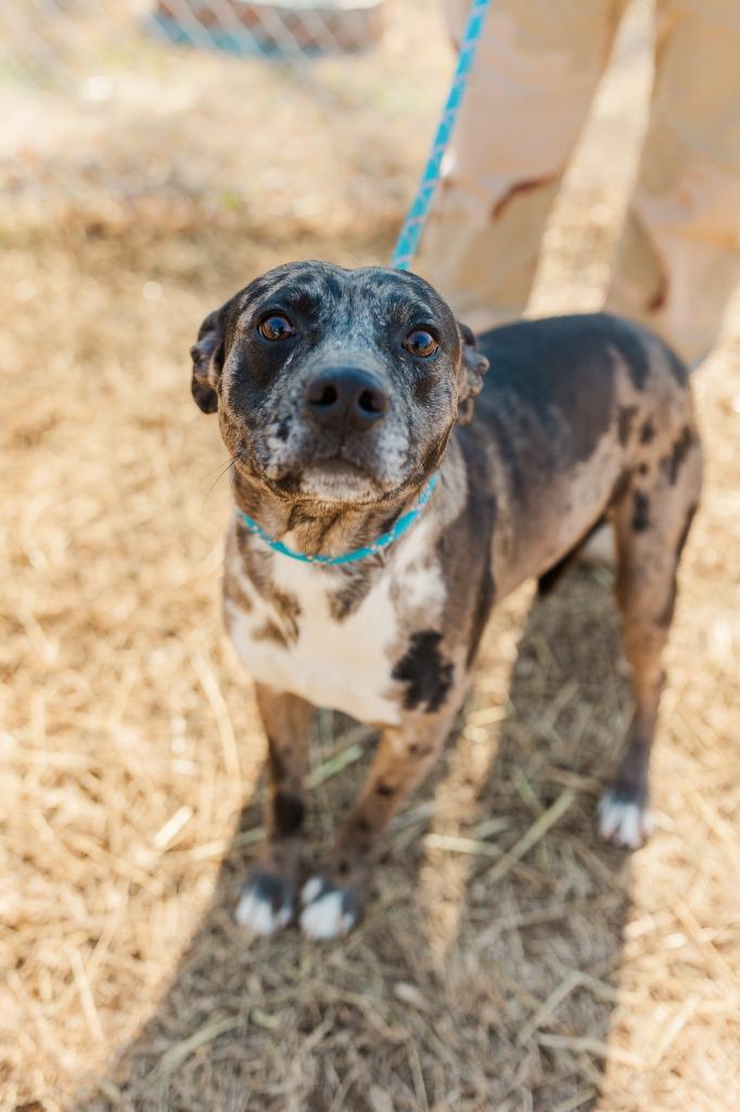 Merlin, a Adoptable mixed breed in Lawrenceburg, TN image 3/4