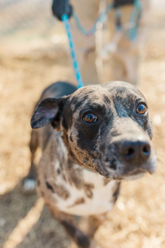 Merlin, a Adoptable mixed breed in Lawrenceburg, TN image 4/4