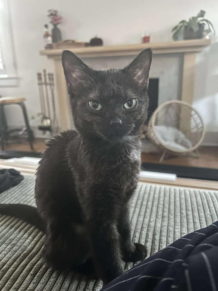 Enlarge Turtle, a Adoptable Domestic Short Hair in Chicago, IL image 1/6