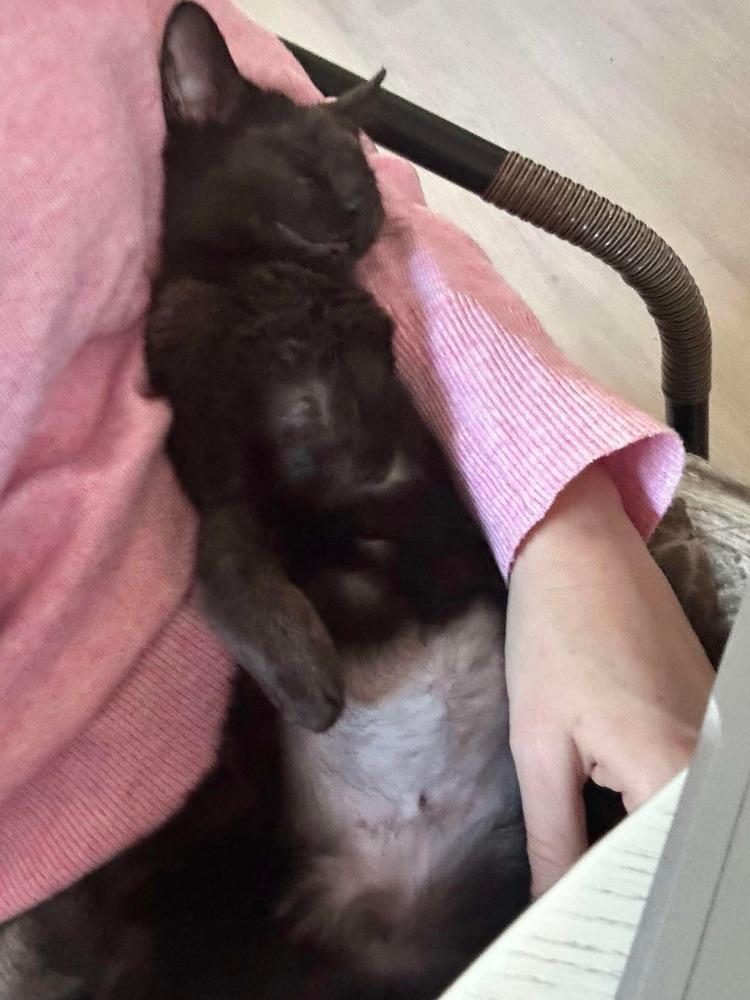 Enlarge Turtle, a Adoptable Domestic Short Hair in Chicago, IL image 2/6