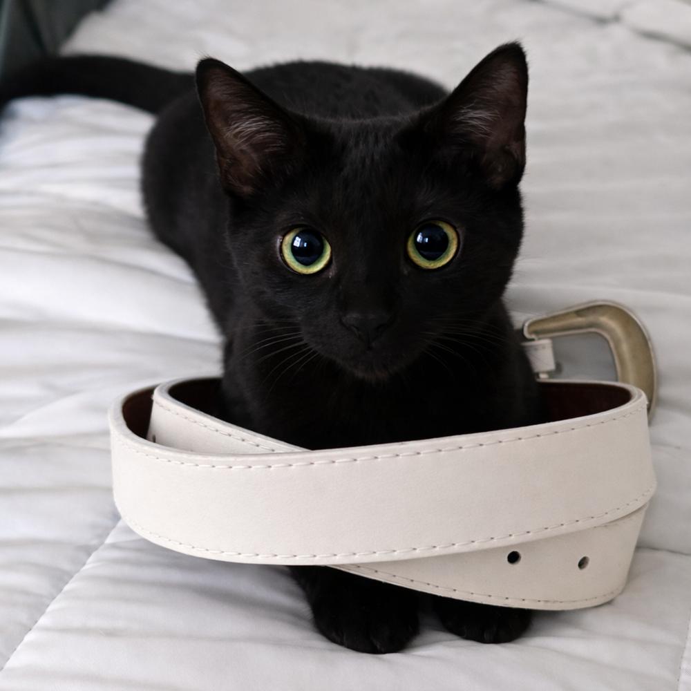 Enlarge Turtle, a Adoptable Domestic Short Hair in Chicago, IL image 3/6