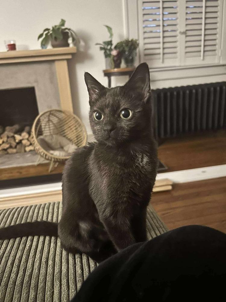 Enlarge Turtle, a Adoptable Domestic Short Hair in Chicago, IL image 4/6