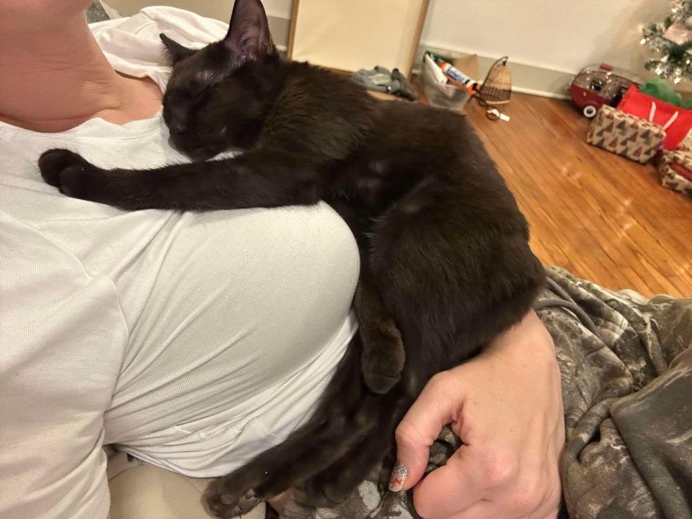 Enlarge Turtle, a Adoptable Domestic Short Hair in Chicago, IL image 5/6