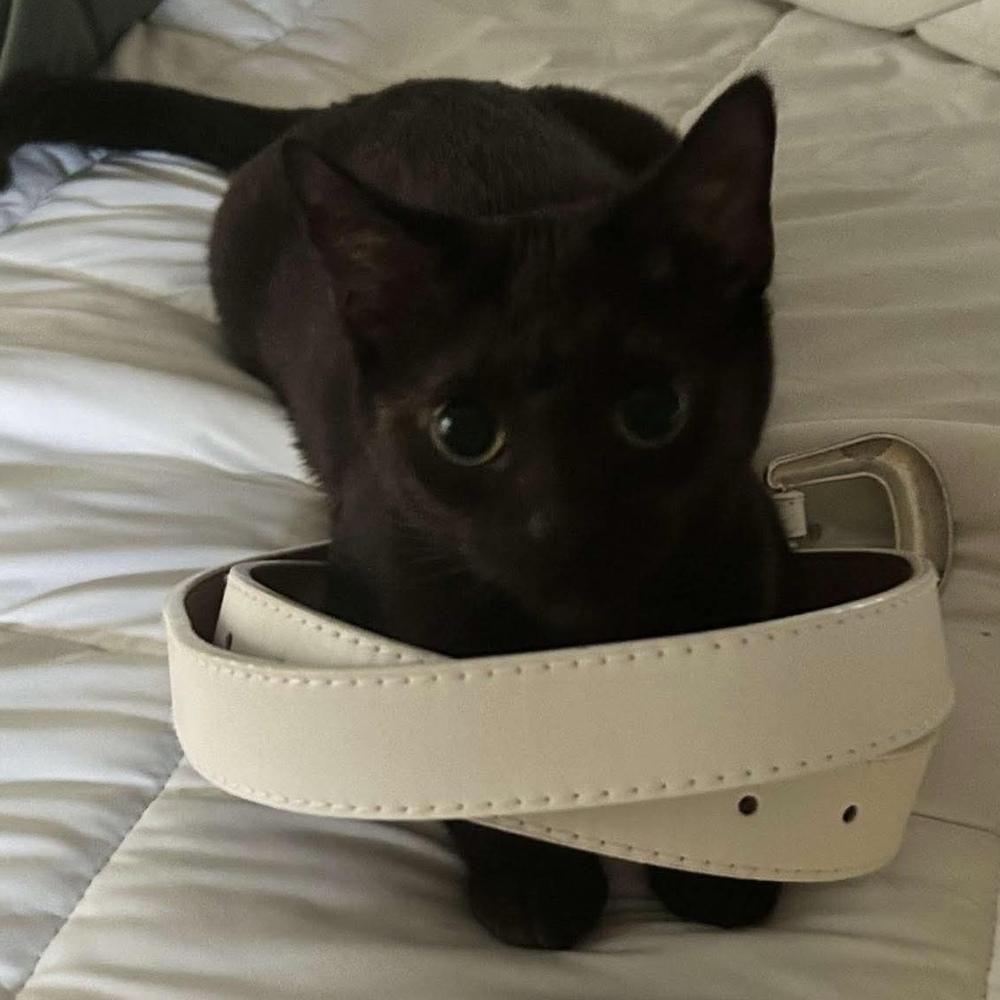 Enlarge Turtle, a Adoptable Domestic Short Hair in Chicago, IL image 6/6