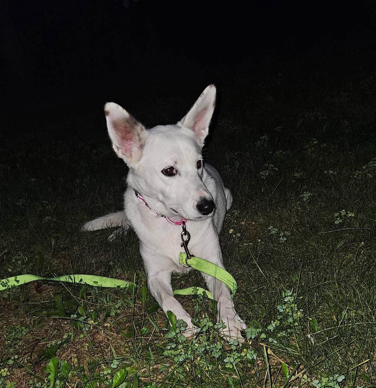 Enlarge Judge, a Adopted mixed breed in New London, WI image 2/3