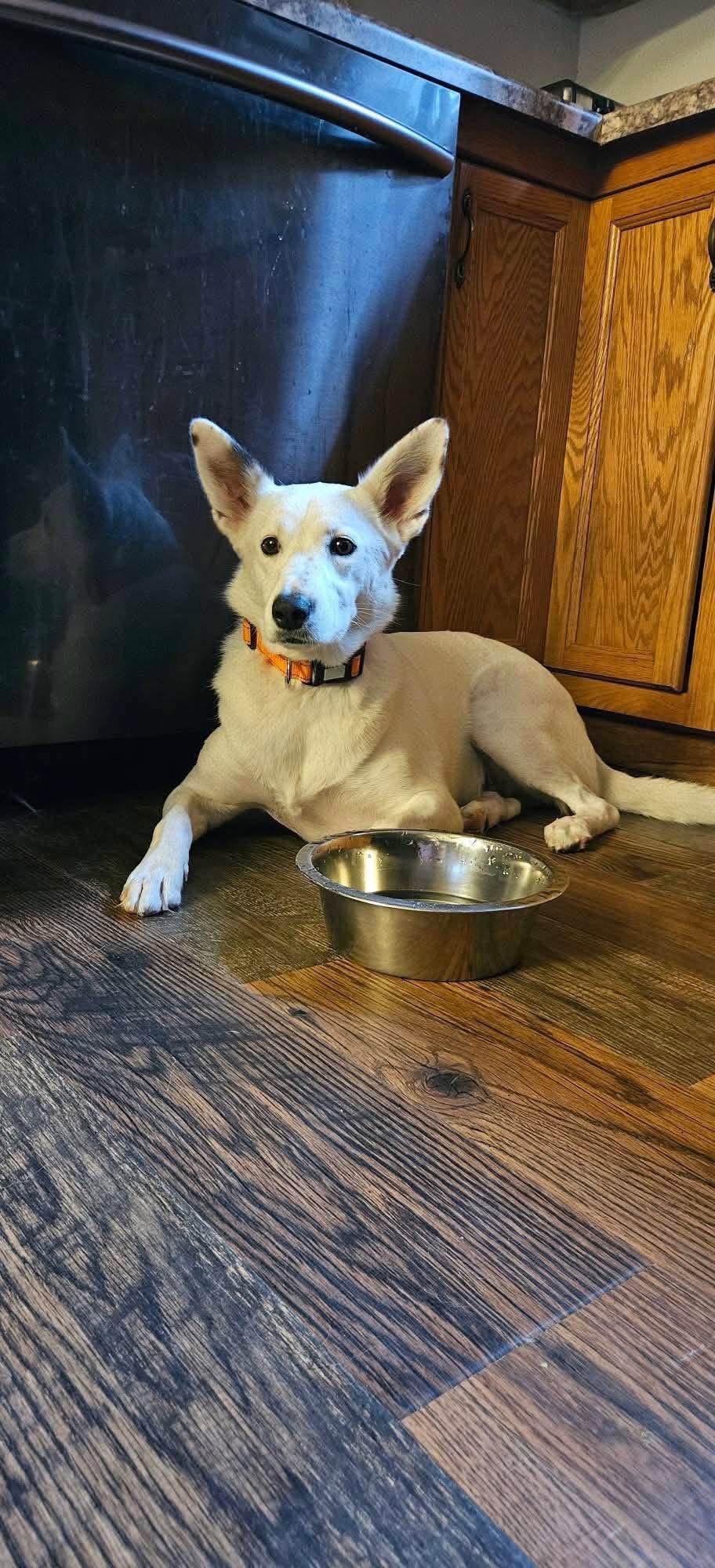 Enlarge Judge, a Adopted mixed breed in New London, WI image 3/3