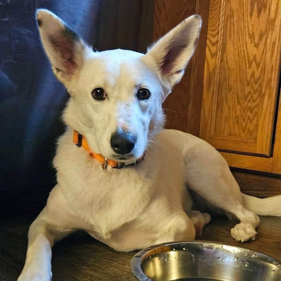 Judge, Adopted, Adult Female Siberian Husky & German Shepherd Dog.