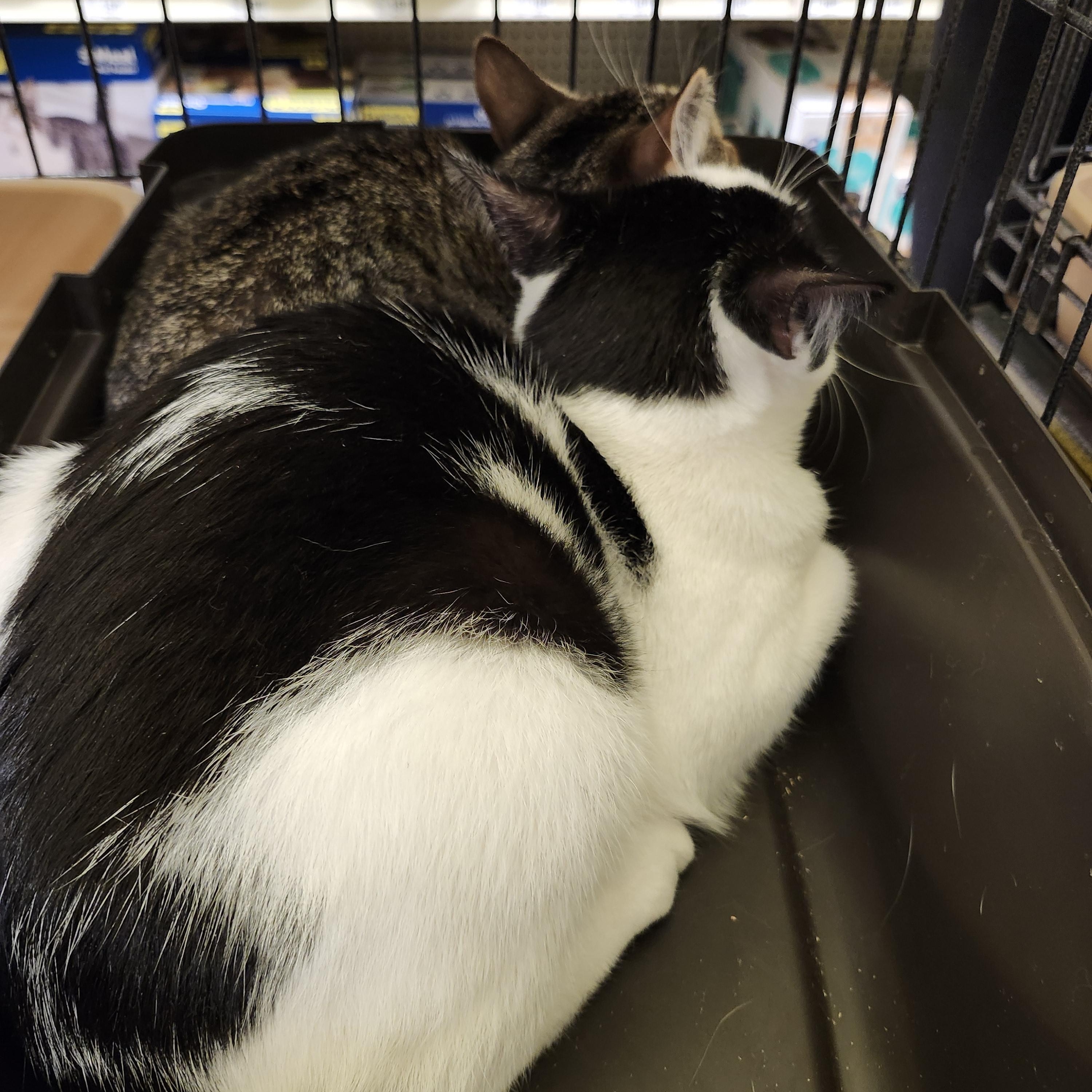 Blake Lively — thumbnail 2