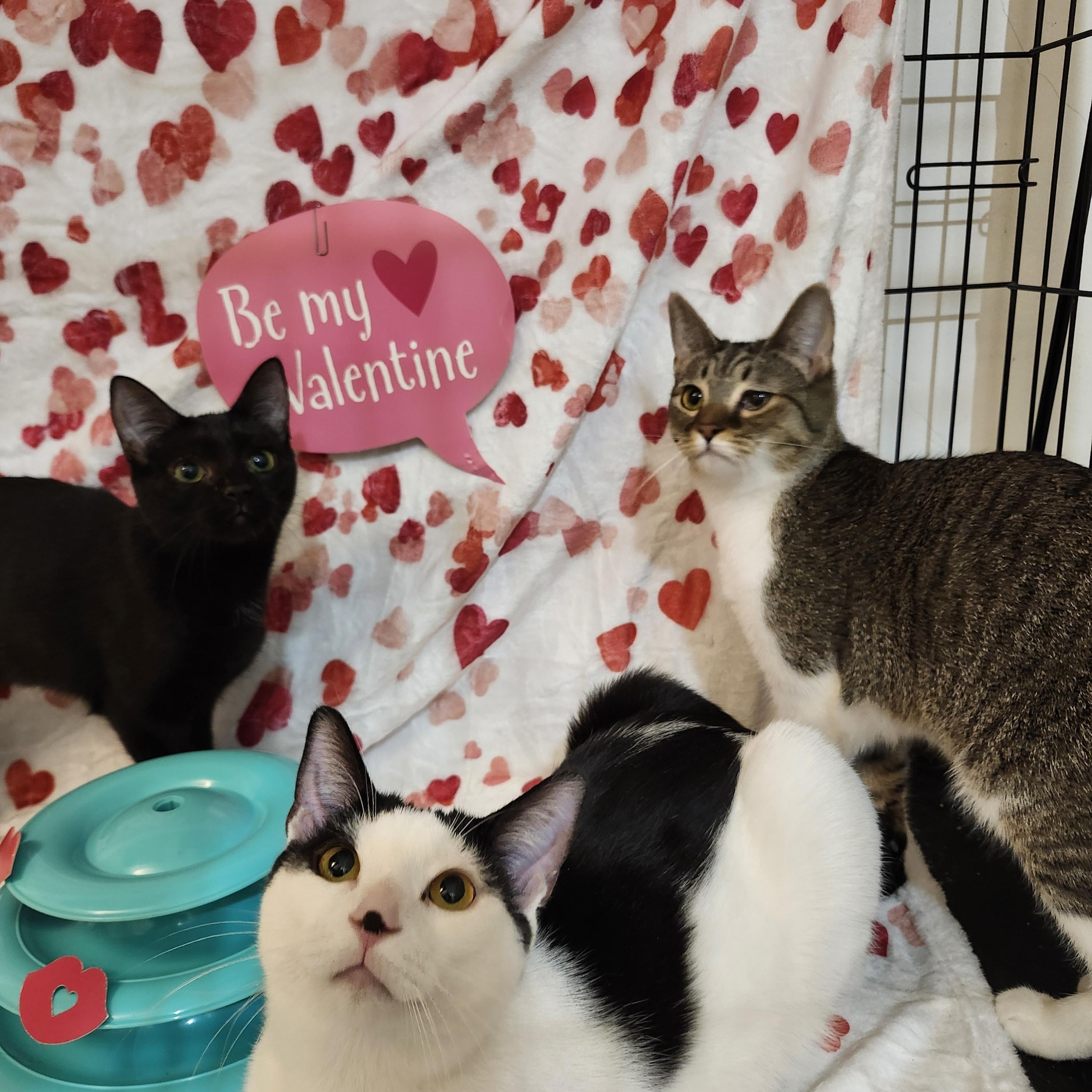 Blake Lively — thumbnail 5