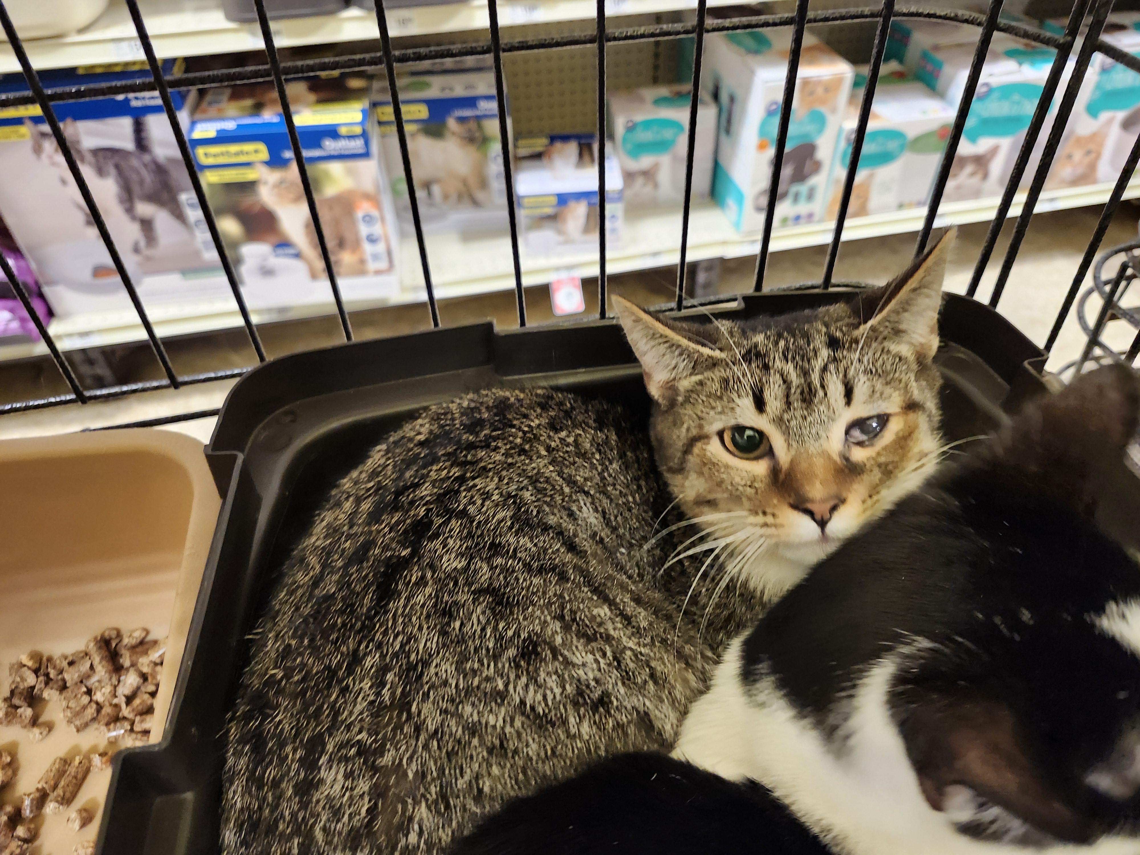 Blake Lively — thumbnail 6