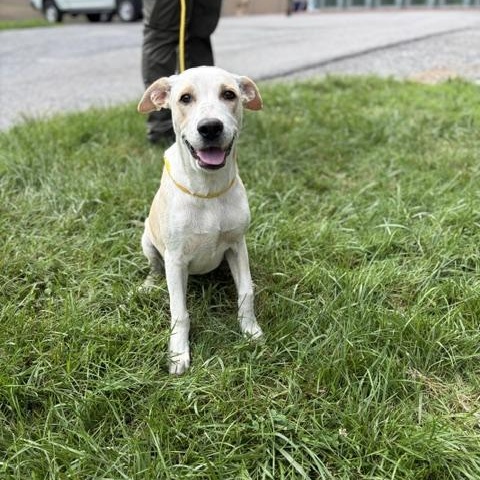 Enlarge Tyra, a ADOPTABLE mixed breed in Manhasset, NY image 2/5