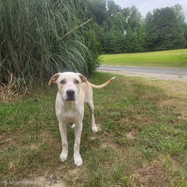 Enlarge Tyra, a ADOPTABLE mixed breed in Manhasset, NY image 3/5