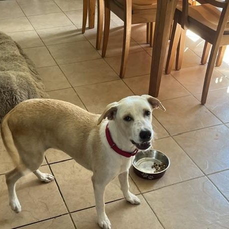 Tyra, ADOPTABLE, Young Female Labrador Retriever & Hound.