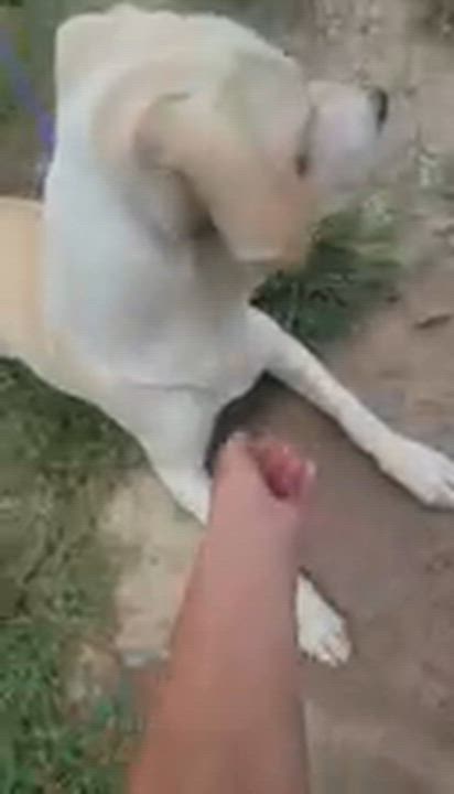 Enlarge Tyra, a ADOPTABLE mixed breed in Manhasset, NY video 4/5