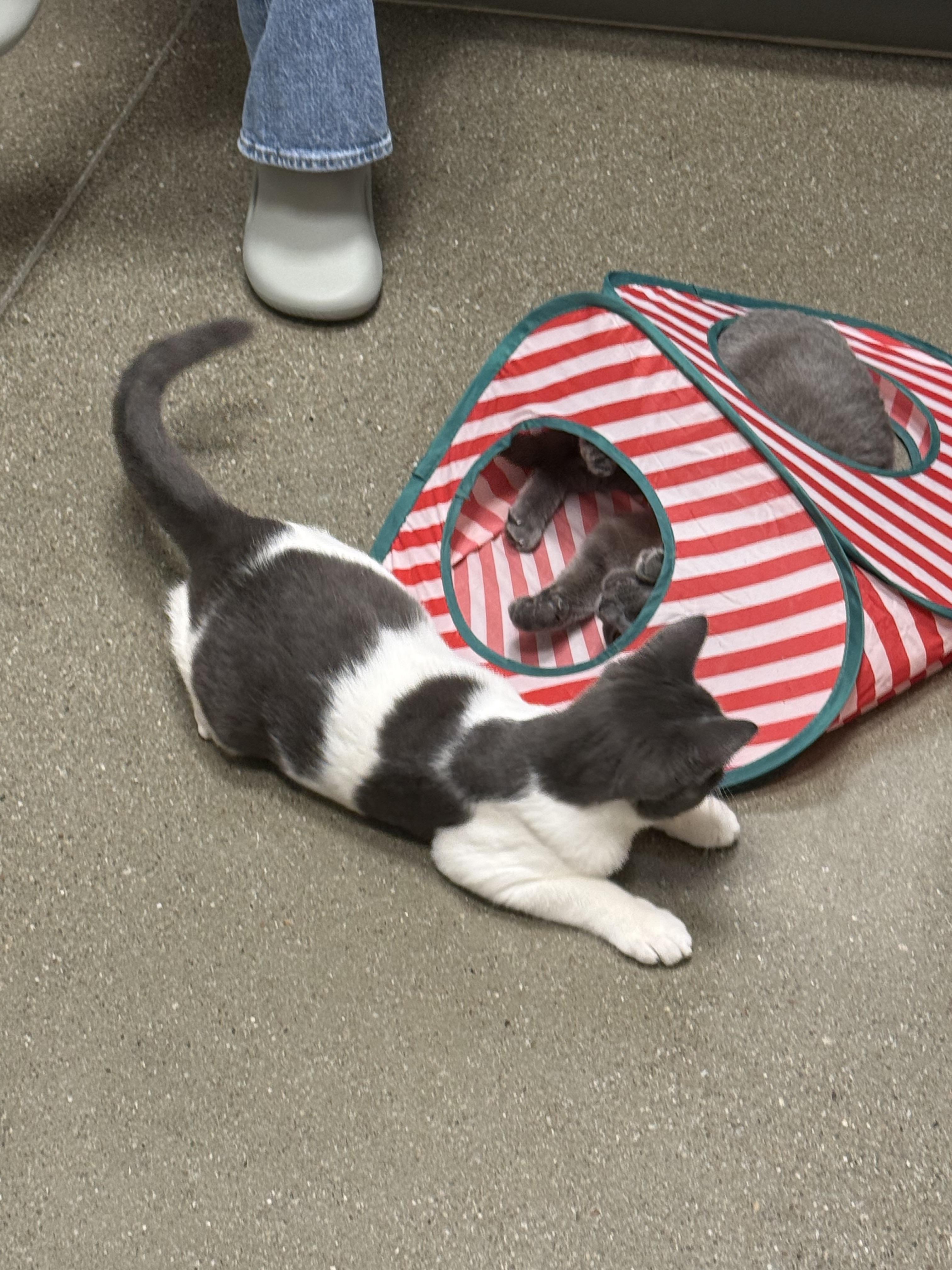 Pigpen INDOOR ONLY , an adopted mixed breed in Lodi, CA image 3/4
