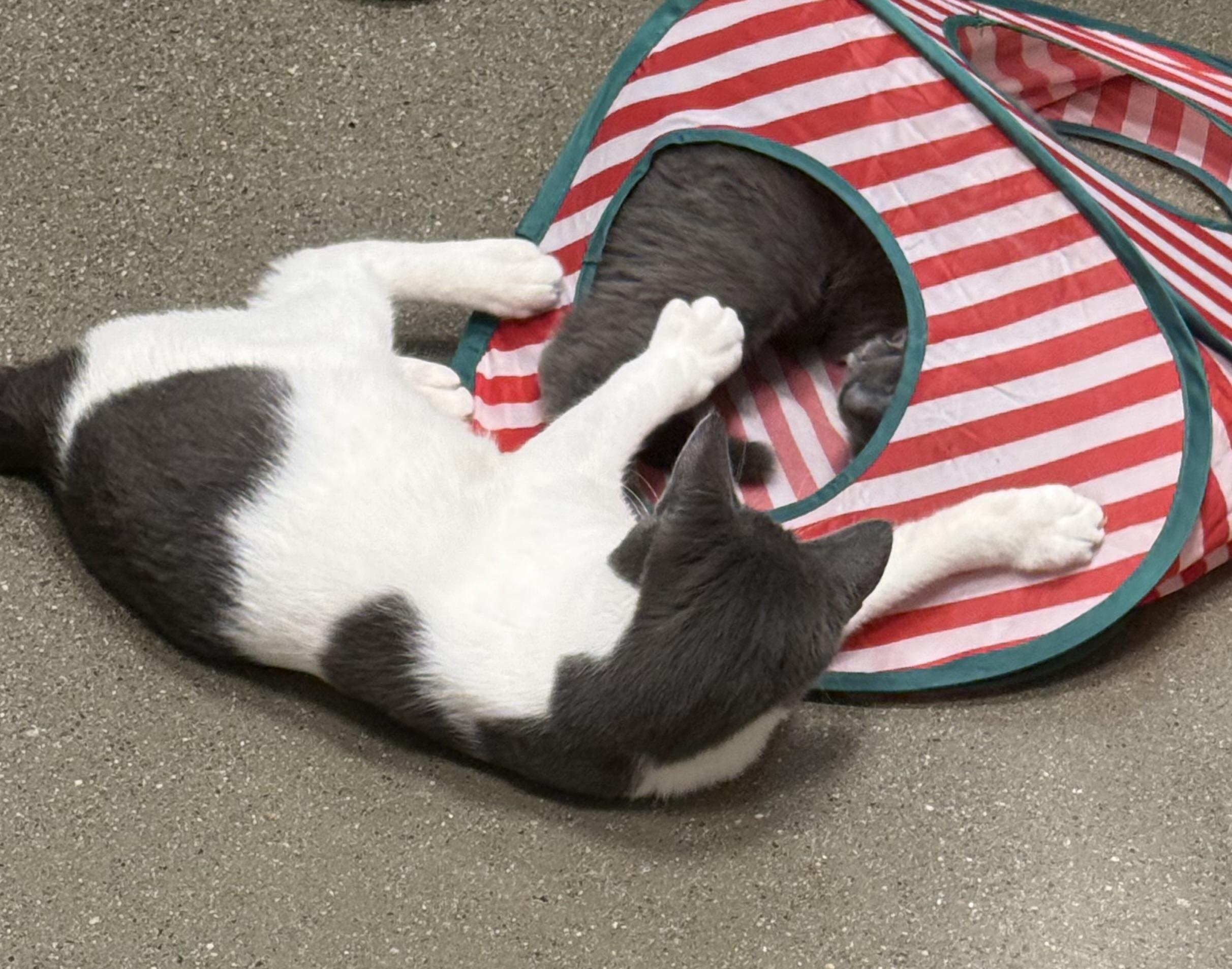 Pigpen INDOOR ONLY , an adopted mixed breed in Lodi, CA image 2/4
