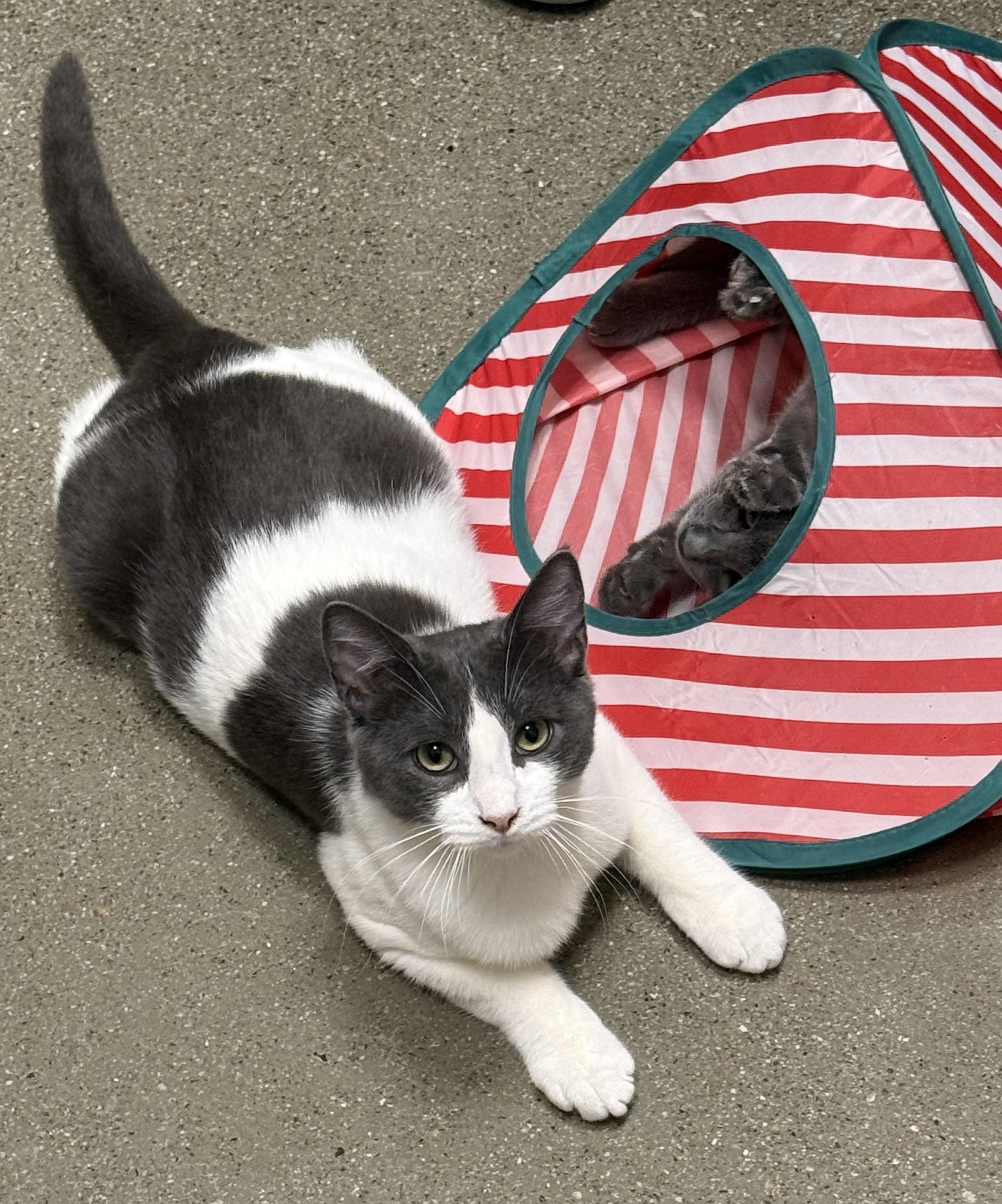 Pigpen INDOOR ONLY , adopted, Kitten Male Domestic Short Hair.