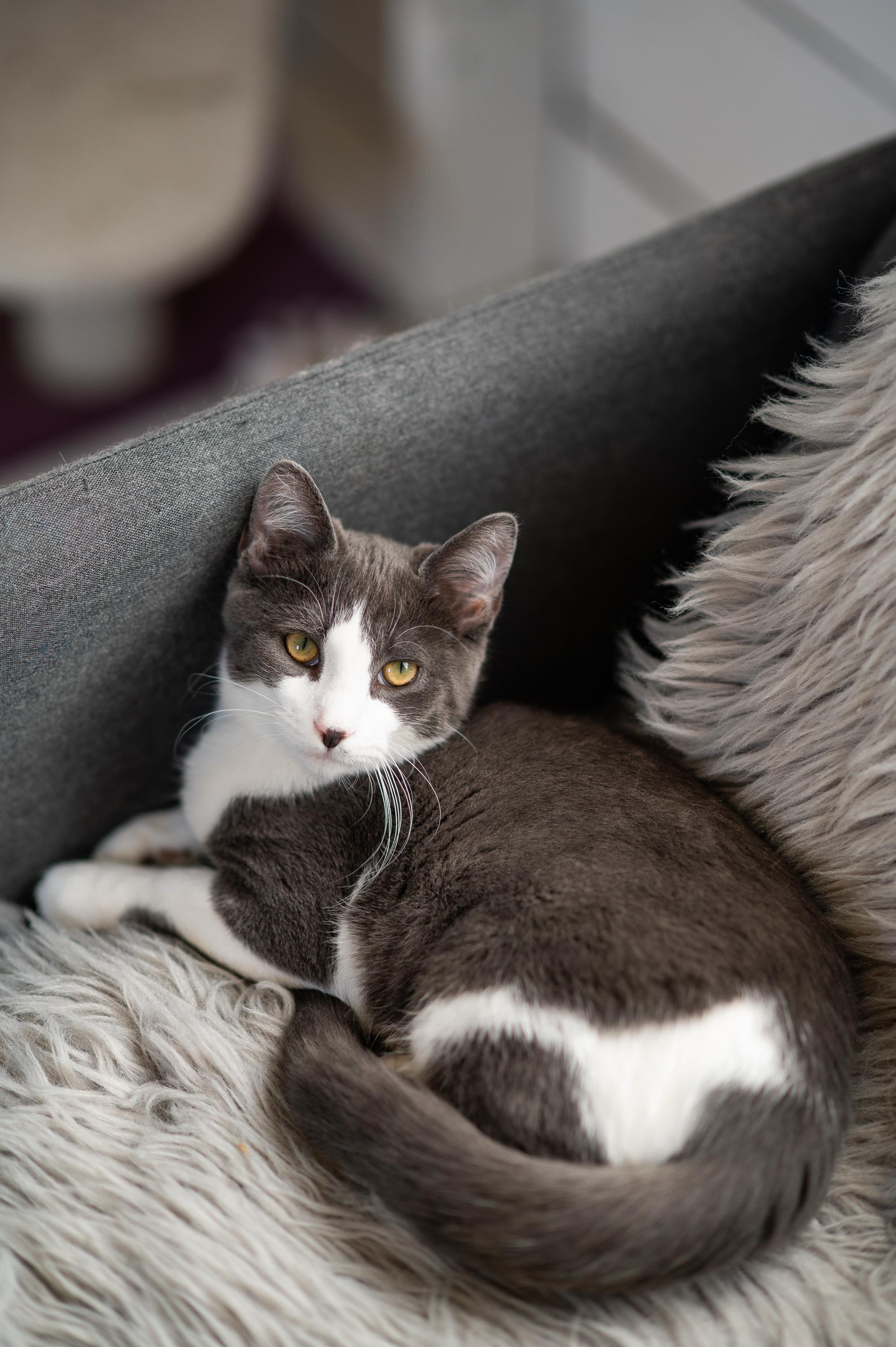Enlarge Horton and Nixie Knox, a Adoptable Domestic Short Hair in Seattle, WA image 6/6