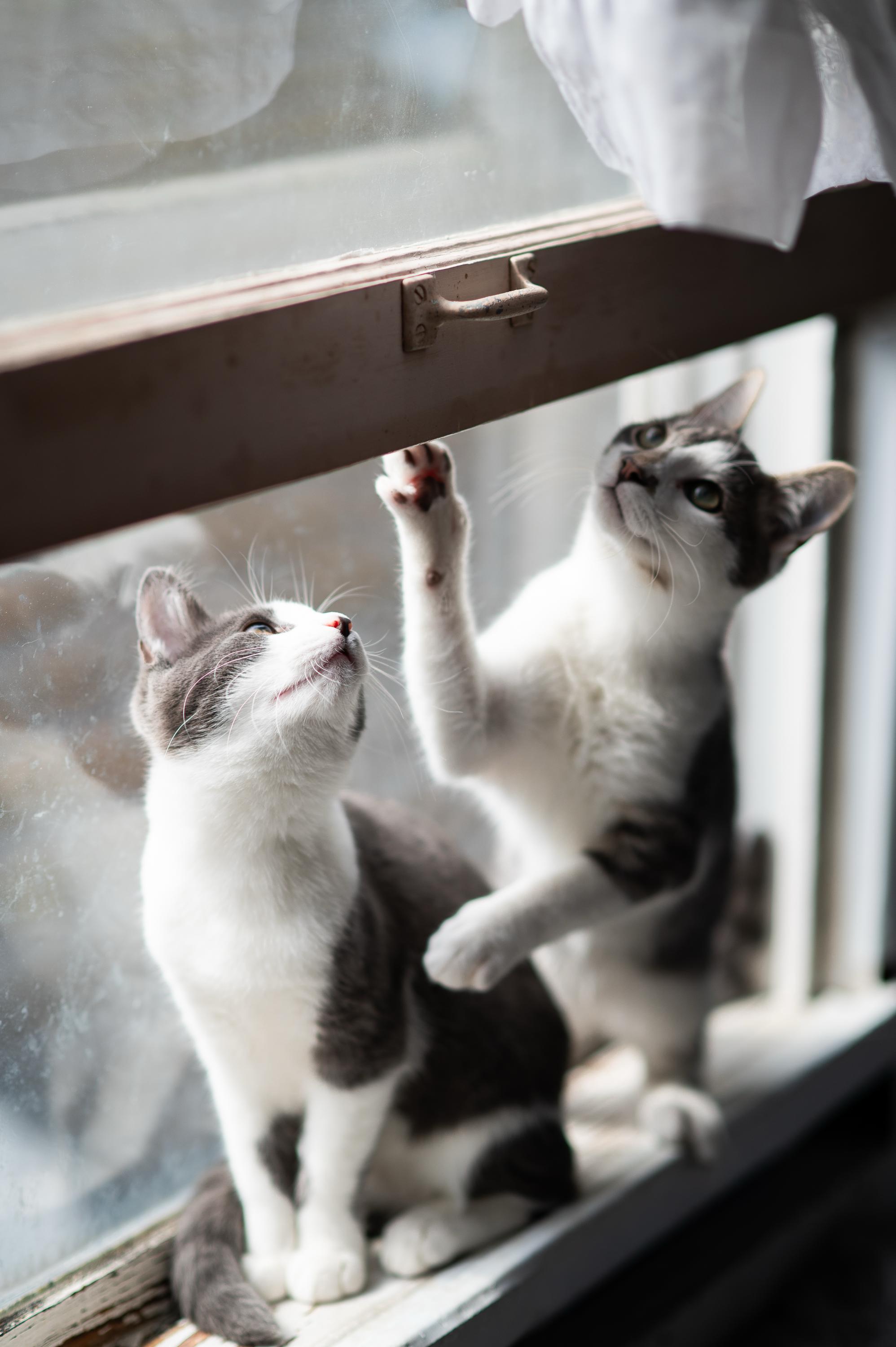Horton and Nixie Knox, Adoptable, Kitten Male Domestic Short Hair.