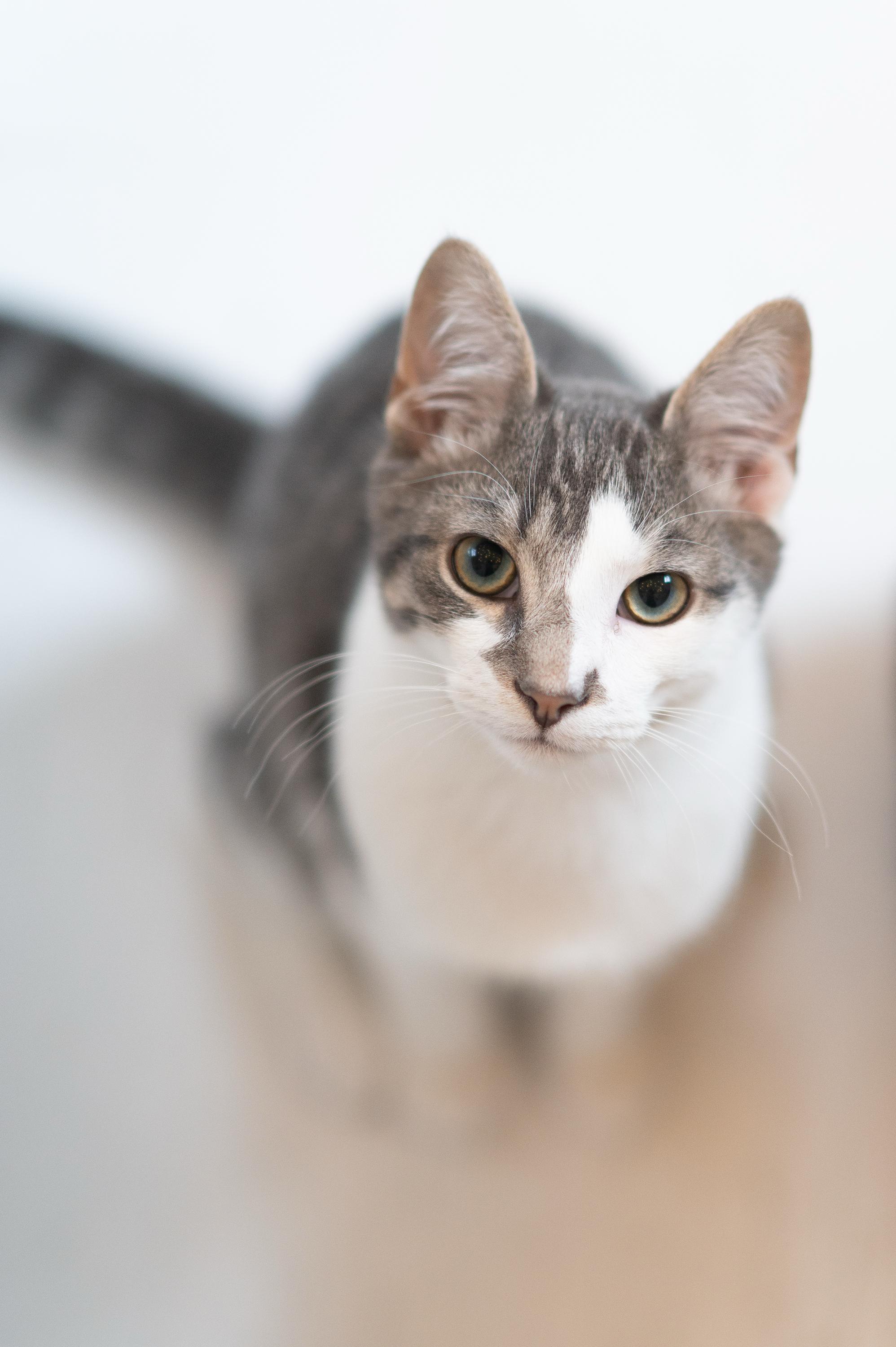 Enlarge Horton and Nixie Knox, a Adoptable Domestic Short Hair in Seattle, WA image 5/6