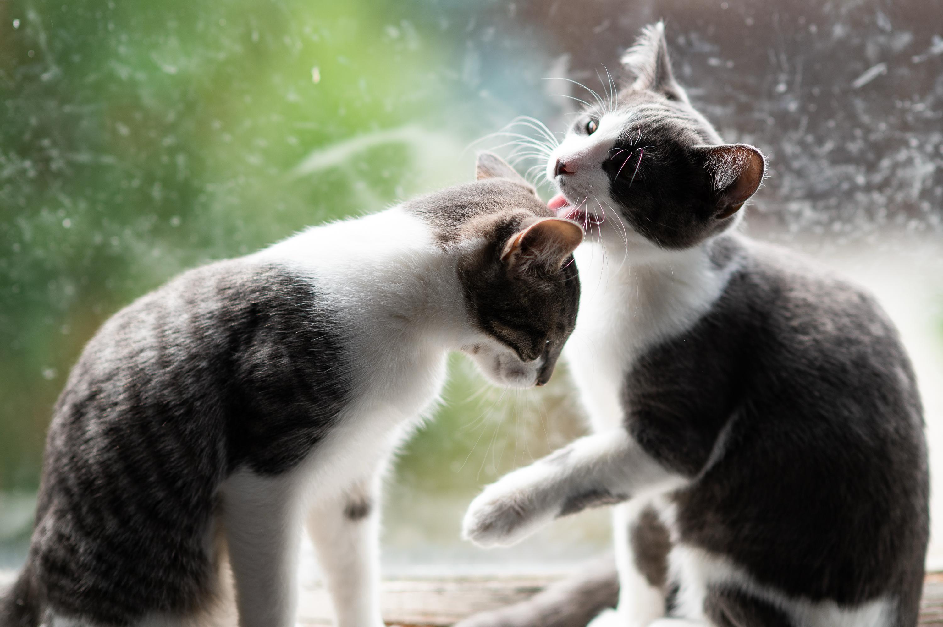 Enlarge Horton and Nixie Knox, a Adoptable Domestic Short Hair in Seattle, WA image 2/6