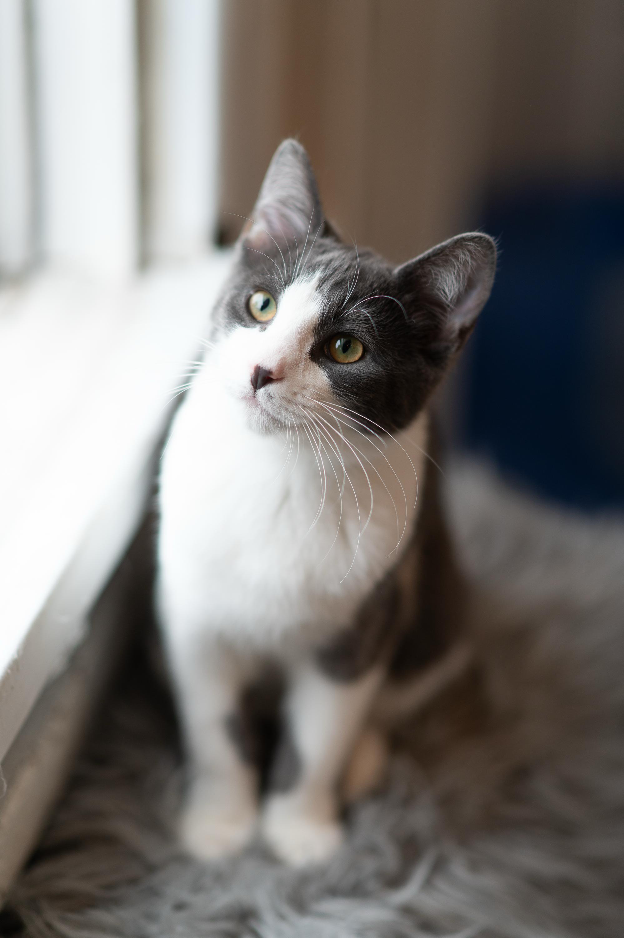 Enlarge Horton and Nixie Knox, a Adoptable Domestic Short Hair in Seattle, WA image 3/6
