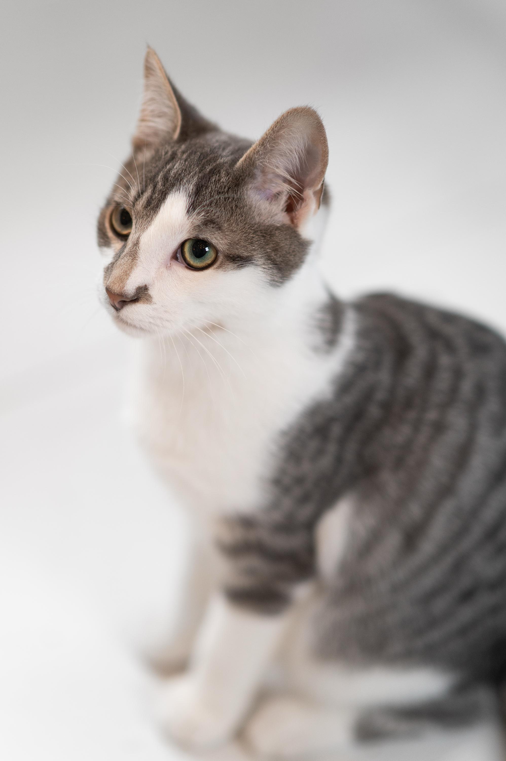 Enlarge Horton and Nixie Knox, a Adoptable Domestic Short Hair in Seattle, WA image 4/6