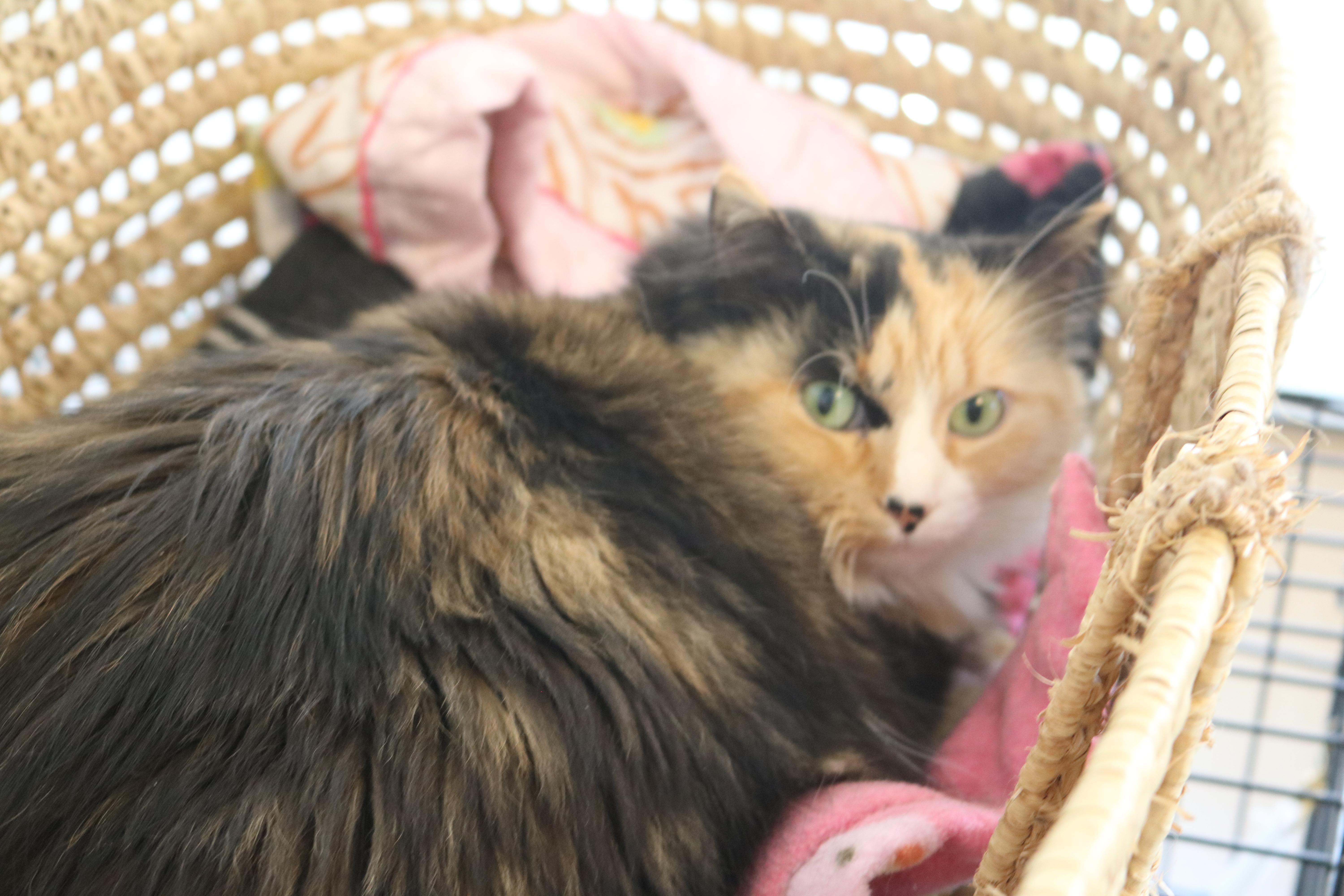 Pretty Girl, a Adoptable Calico in Manchester, MI image 1/6