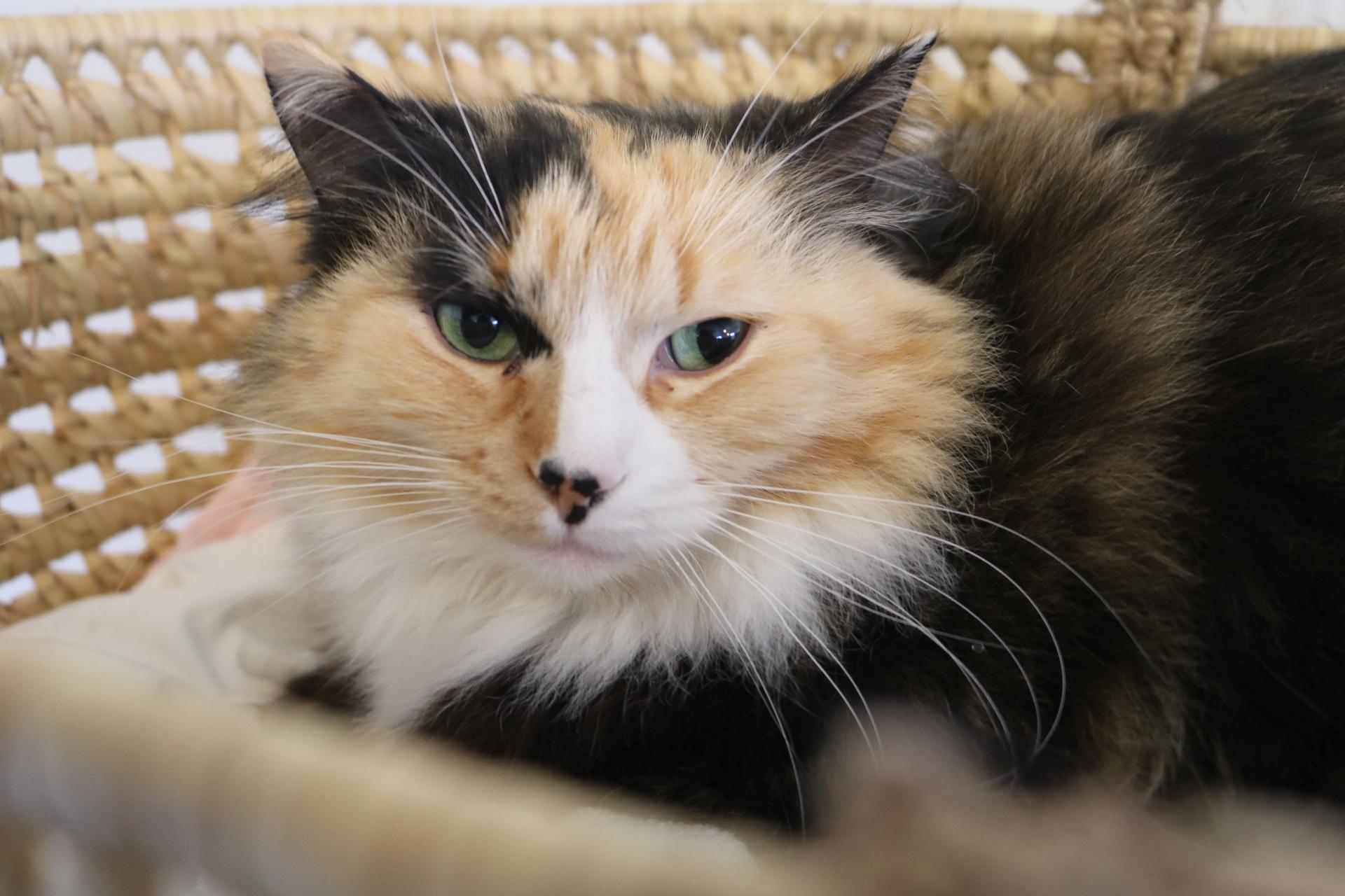 Pretty Girl, a Adoptable Calico in Manchester, MI image 2/6