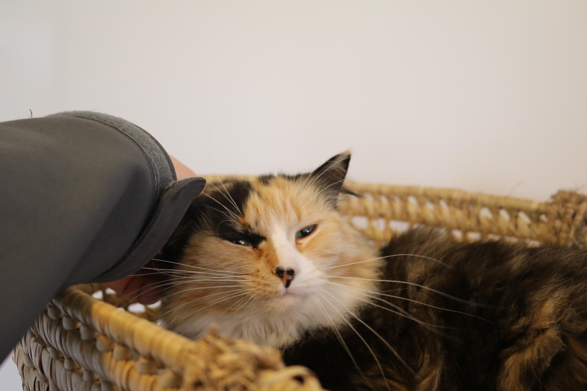 Pretty Girl, a Adoptable Calico in Manchester, MI image 3/6