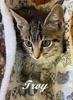 Enlarge Troy, a ADOPTABLE Tabby in Southern Pines, NC image 3/4