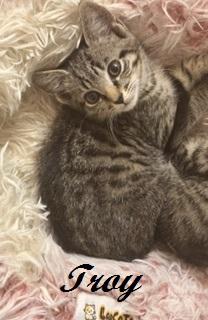 Enlarge Troy, a ADOPTABLE Tabby in Southern Pines, NC image 4/4