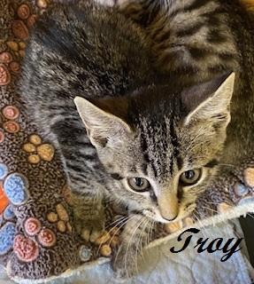 Enlarge Troy, a ADOPTABLE Tabby in Southern Pines, NC image 2/4