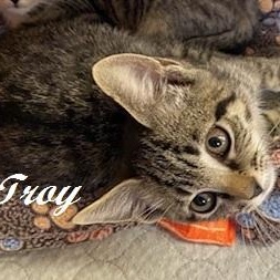 Troy, ADOPTABLE, Kitten Male Tabby.