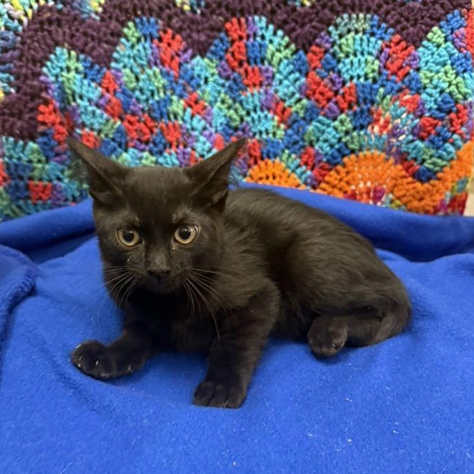 Jean, Adoptable, Kitten Male Domestic Short Hair.