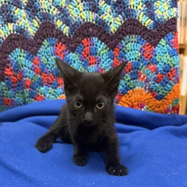 Enlarge Jean, a Adoptable Domestic Short Hair in Tucson, AZ image 2/2