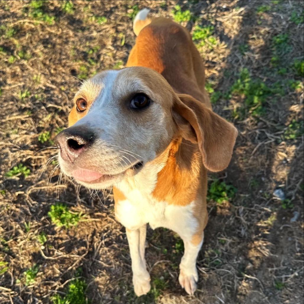 Deputy Beans, Adoptable, Adult Male Hound.