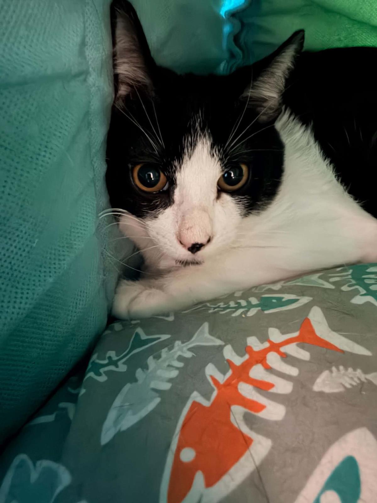 Ghost Pepper, Adoptable, Young Male Domestic Short Hair.