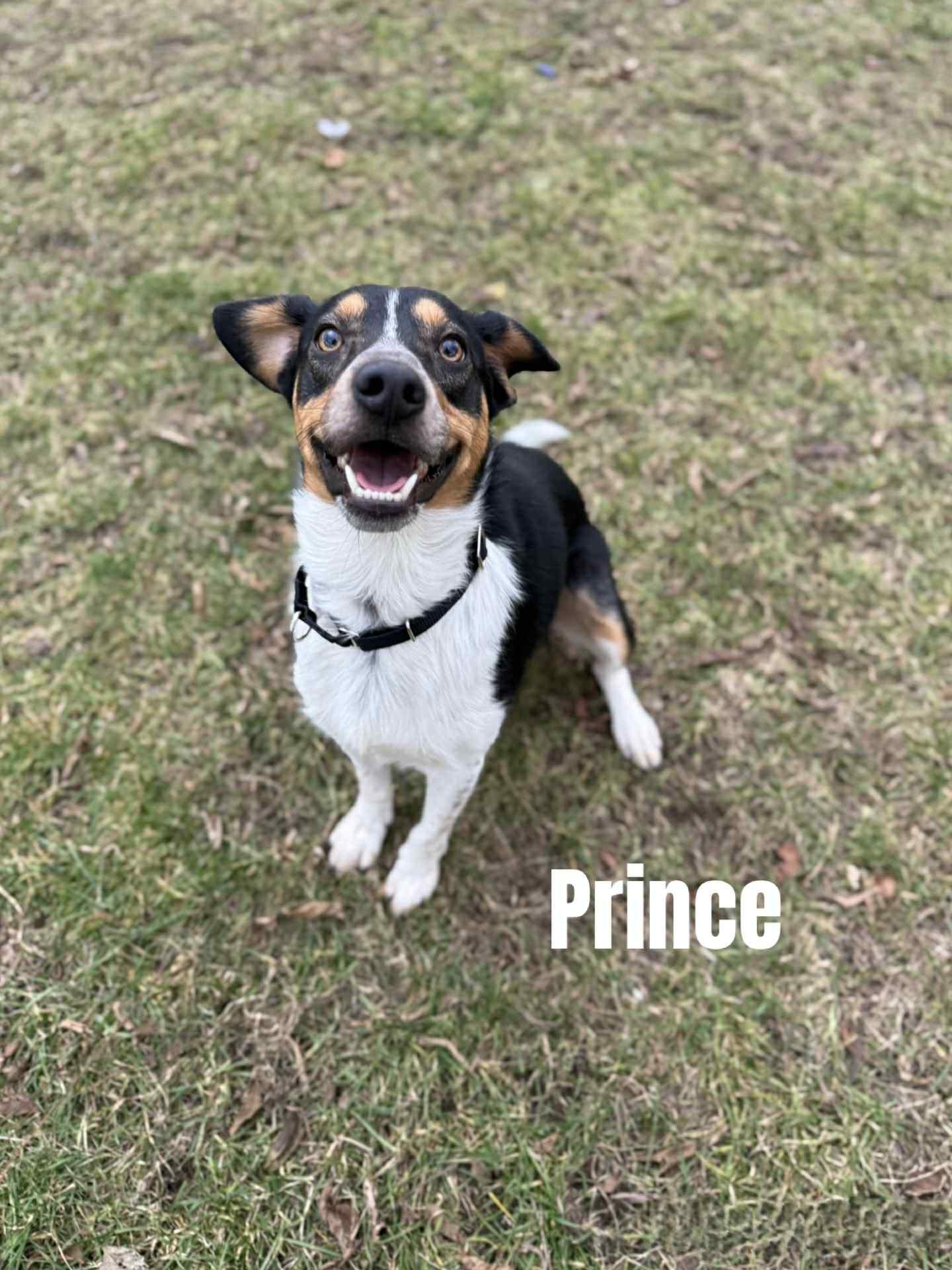 Prince, Adoptable, Young Male Australian Cattle Dog / Blue Heeler & Beagle.