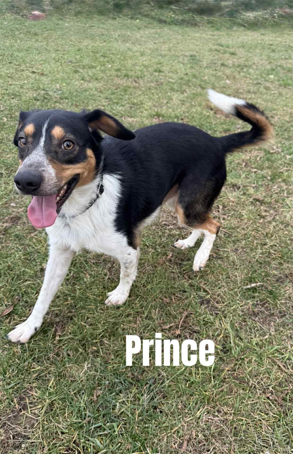 Prince, a Adoptable mixed breed in Quincy, MI image 2/2
