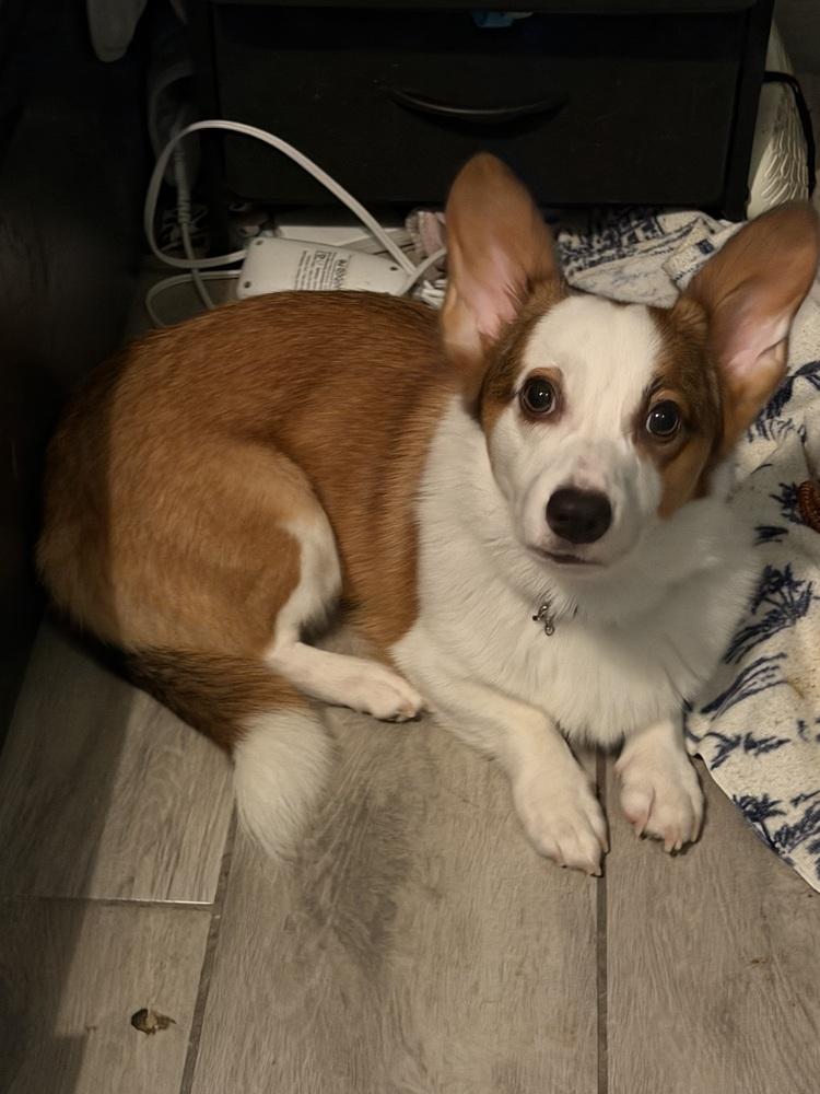 Enlarge Oliver, a Adoptable Cardigan Welsh Corgi in Orlando, FL image 1/3