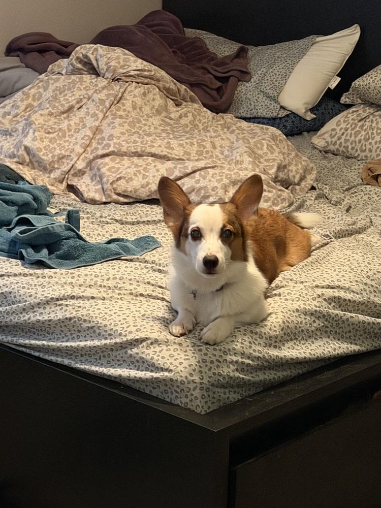 Enlarge Oliver, a Adoptable Cardigan Welsh Corgi in Orlando, FL image 2/3