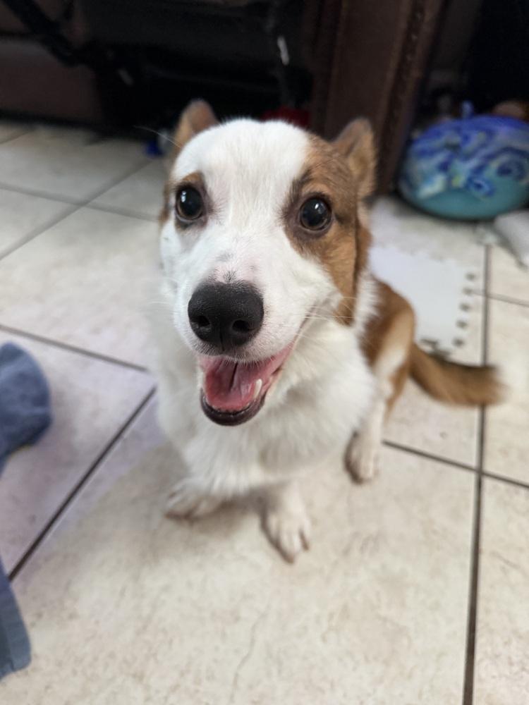 Enlarge Oliver, a Adoptable Cardigan Welsh Corgi in Orlando, FL image 3/3