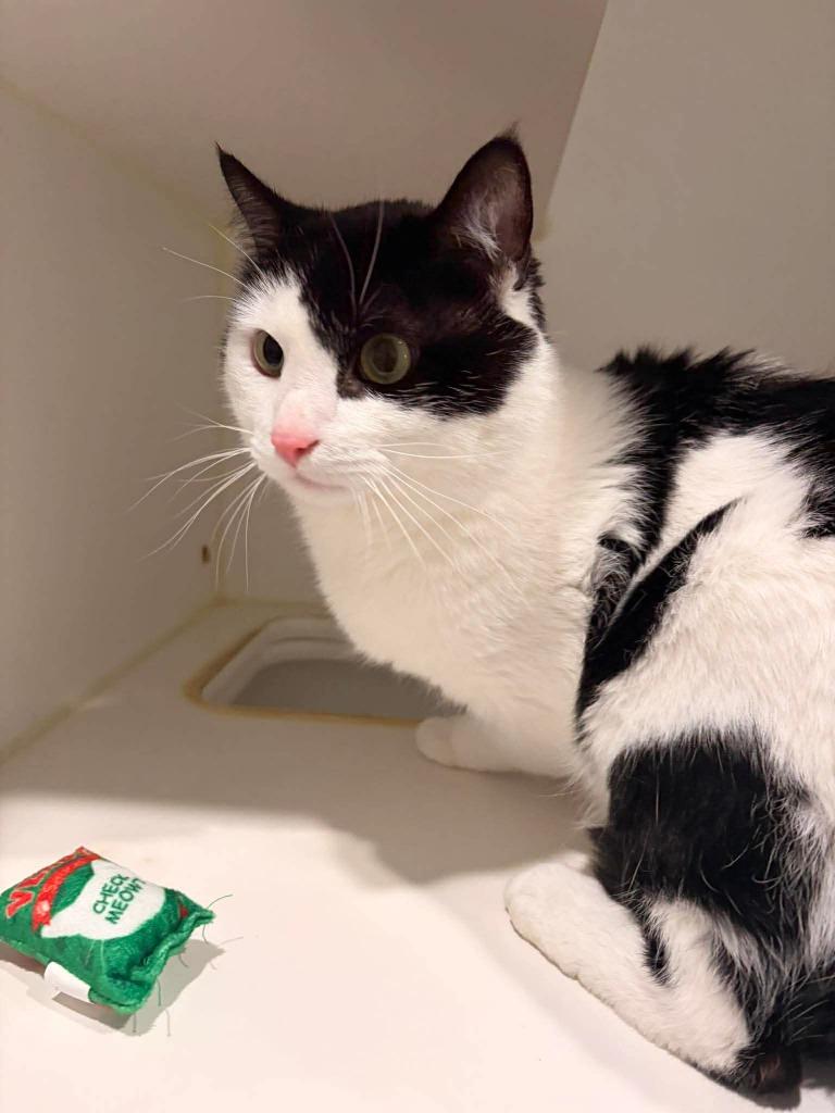 Enlarge Oreo, a Adoptable mixed breed in Ashland, WI image 1/1