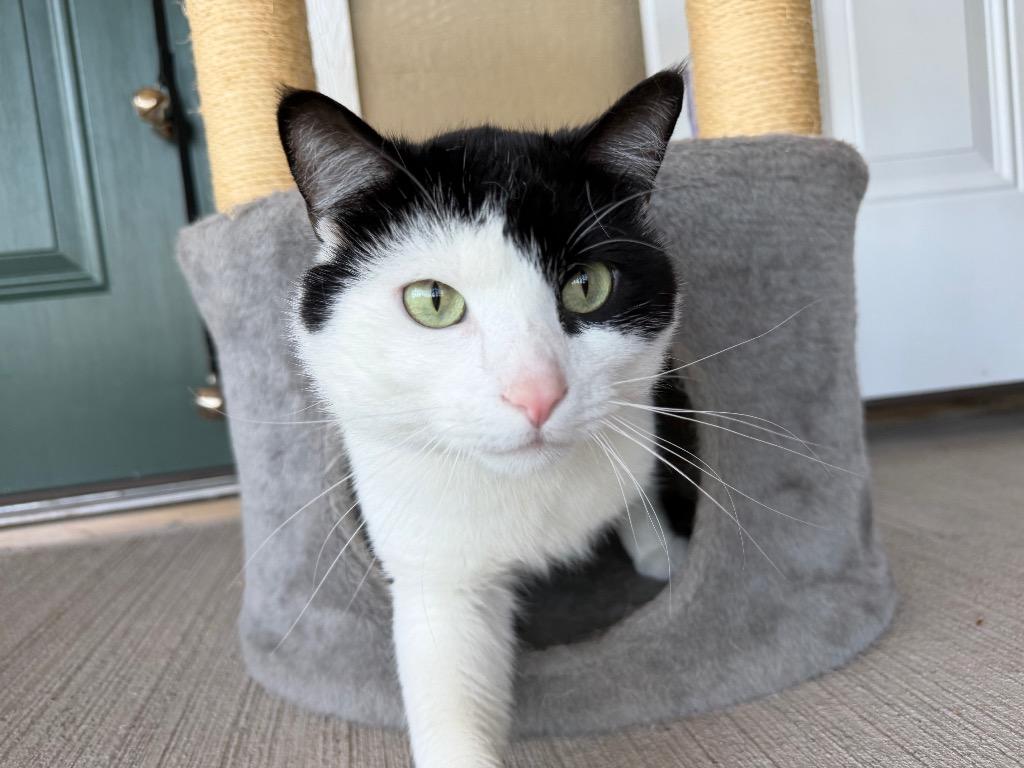Enlarge Oreo, a Adoptable mixed breed in Ashland, WI image 2/2
