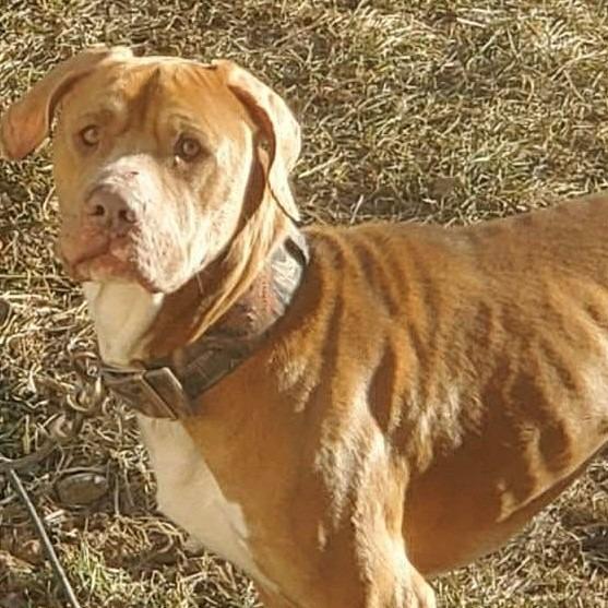Eddie, Adoptable, Adult Male Pit Bull Terrier.
