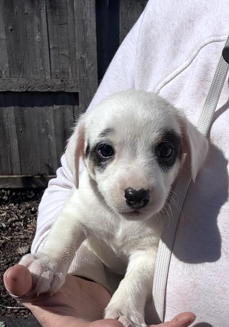 Ancho, ADOPTABLE, Puppy Male Australian Shepherd & Beagle.