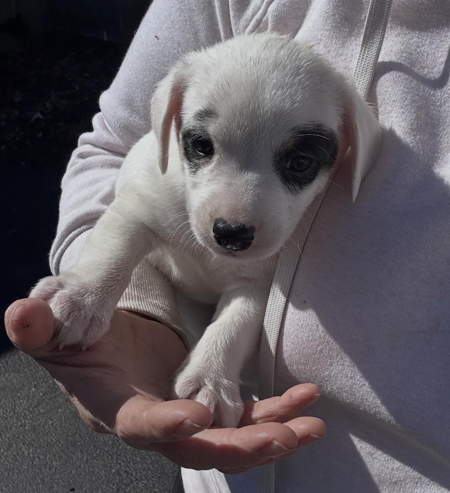 Enlarge Ancho, a ADOPTABLE mixed breed in Arlington Heights, IL image 5/5
